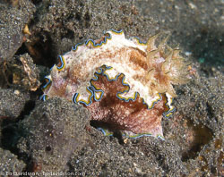 Sulawesi Sulawesi
